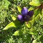 Gentiana andrewsii Blomma