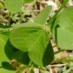 Oxalis incarnata Leaf