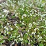 Arabidopsis thaliana Habit