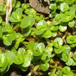 Bacopa salzmannii Habitus