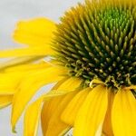 Echinacea purpurea Flower