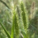 Setaria viridis Fruto