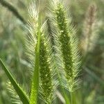 Setaria viridis Fruit