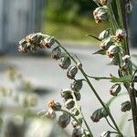 Artemisia vulgarisFlower