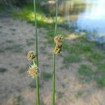 Scirpoides holoschoenus Bark