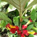 Drymonia coccinea Flor