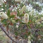 Escallonia pulverulenta Blüte