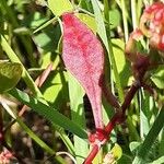 Rumex bucephalophorus Leht