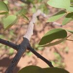 Colophospermum mopane Deilen