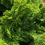 Chamaecyparis obtusa Hoja