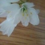 Allium massaessylum Blomma