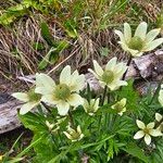 Anemone multifida Flower