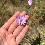 Xeranthemum annuum Flors