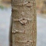 Stenocarpus sinuatus Kéreg/szár