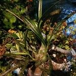 Encyclia cordigera List