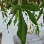 Vitex negundo Levél