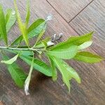 Chrysophyllum gonocarpumLeaf