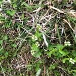 Valeriana woodsiana Flower