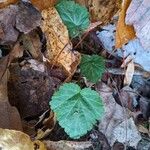 Geum canadenseLeaf