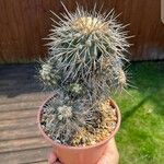 Turbinicarpus viereckii Lehti