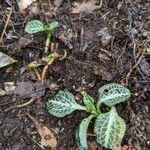 Goodyera pubescens Blatt