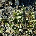 Galium pseudohelveticum その他の提案