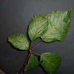 Rubus questieri Blad