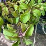 Plectranthus ecklonii Blad