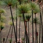 Cyperus papyrus Blüte