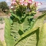 Nicotiana tabacum Blomma
