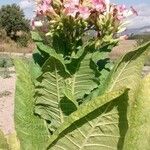 Nicotiana tabacum Blüte