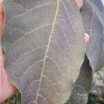 Tabebuia roseoalba Blatt