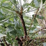 Cussonia arborea Fruit