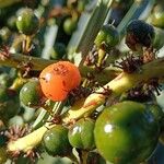 Dracaena draco Fruit