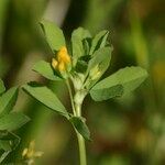 Trifolium micranthum Blodyn