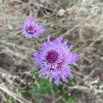 Scabiosa atropurpurea Květ