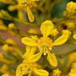 Lophanthera lactescens Flower