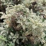 Artemisia caerulescens Hoja