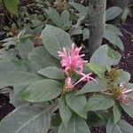 Justicia carnea 其他