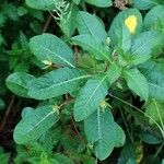 Ludwigia grandiflora Blad