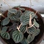 Peperomia caperata Leaf