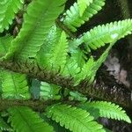 Dryopteris crassirhizoma Other