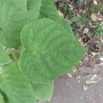 Salvia dorisiana Leaf