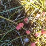 Ephedra distachya Fruit