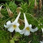 Lilium longiflorum 花