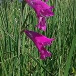 Gladiolus palustris Flor