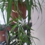 Chlorophytum comosum Kwiat