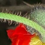 Papaver croceum Bark