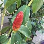 Costus spiralis Λουλούδι