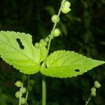 Priva lappulacea Blad